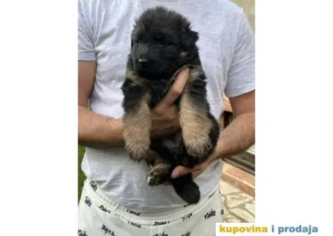 Nemački ovčar TOP PONUDA - 8/10