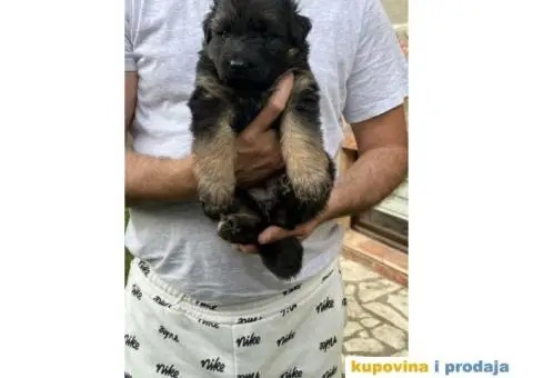 Nemački ovčar TOP PONUDA - 10/10