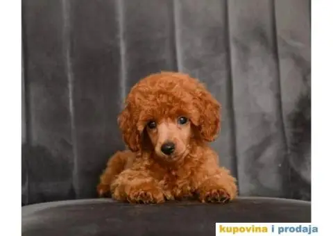 Crvena Patuljasta Pudla štenci - 2/4