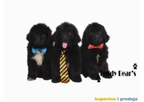 Izuzetno kvalitetni stenci Njufaundlendera - 1/9