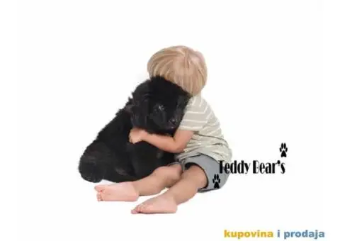 Izuzetno kvalitetni stenci Njufaundlendera - 2/9