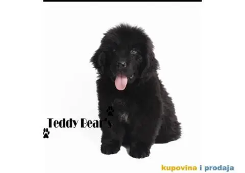 Izuzetno kvalitetni stenci Njufaundlendera - 3/9