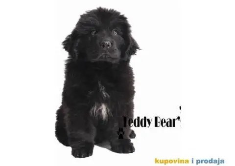 Izuzetno kvalitetni stenci Njufaundlendera - 4/9