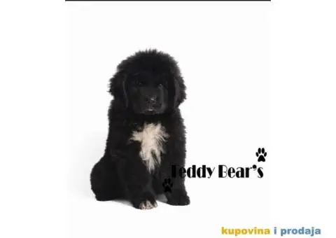 Izuzetno kvalitetni stenci Njufaundlendera - 5/9