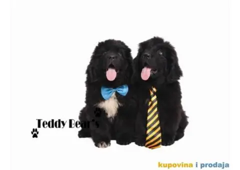 Izuzetno kvalitetni stenci Njufaundlendera - 6/9