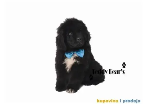 Izuzetno kvalitetni stenci Njufaundlendera - 7/9