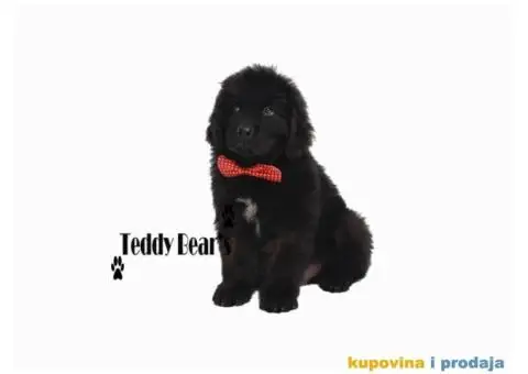 Izuzetno kvalitetni stenci Njufaundlendera - 8/9