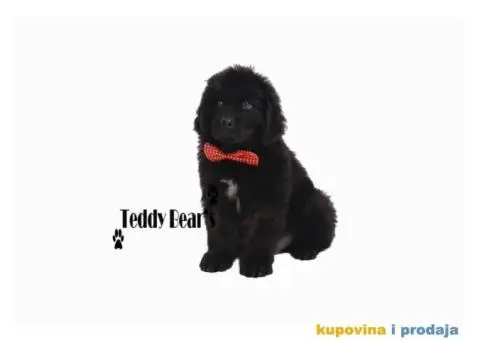 Izuzetno kvalitetni stenci Njufaundlendera - 9/9