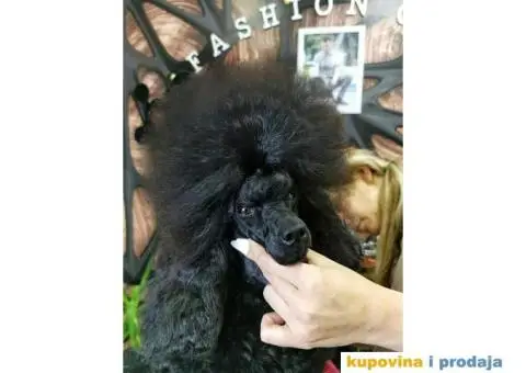 Toy Pudla žensko štene - 2/6