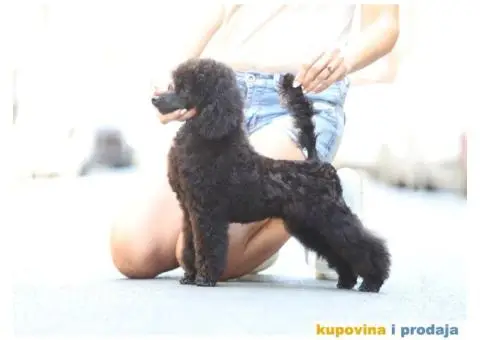 Toy Pudla žensko štene - 3/6