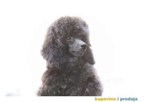 Toy Pudla žensko štene - 4/6