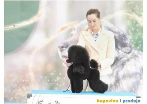 Toy Pudla žensko štene - 5/6