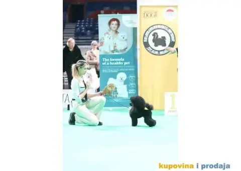 Toy Pudla žensko štene - 6/6