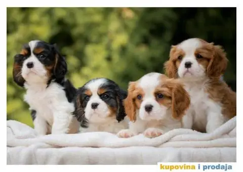 CAVALIER KING CHARLES  spaniel štenci - 1/13