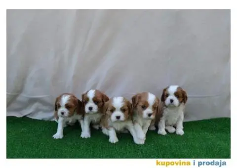 CAVALIER KING CHARLES  spaniel štenci - 2/13