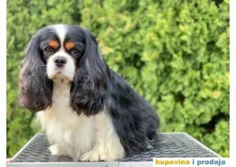CAVALIER KING CHARLES  spaniel štenci - 3/13