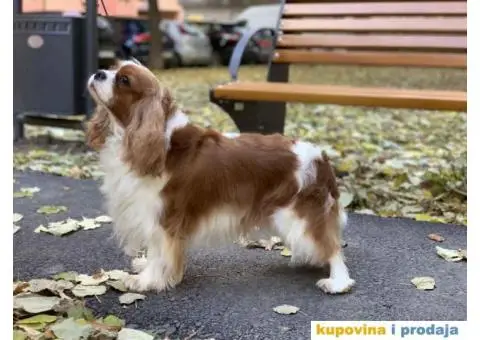 CAVALIER KING CHARLES  spaniel štenci - 4/13