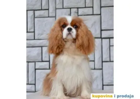 CAVALIER KING CHARLES  spaniel štenci - 5/13