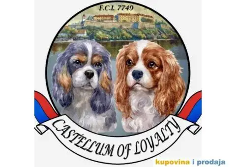 CAVALIER KING CHARLES  spaniel štenci - 6/13