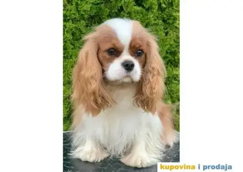 CAVALIER KING CHARLES  spaniel štenci - 7/13