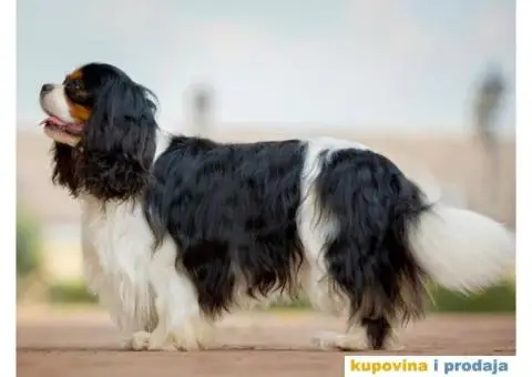 CAVALIER KING CHARLES  spaniel štenci - 8/13