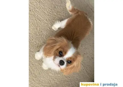 CAVALIER KING CHARLES  spaniel štenci - 9/13