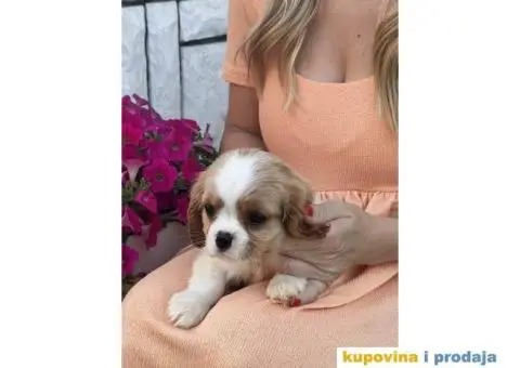 CAVALIER KING CHARLES  spaniel štenci - 10/13