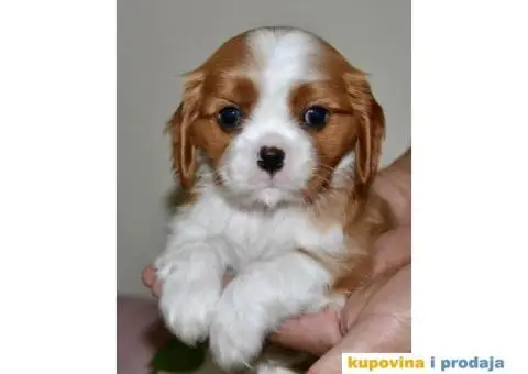 CAVALIER KING CHARLES  spaniel štenci - 11/13