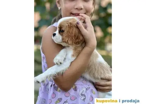 CAVALIER KING CHARLES  spaniel štenci - 12/13