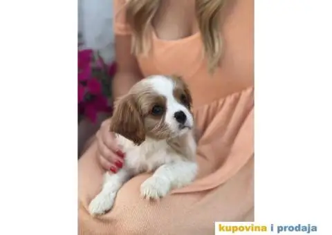 CAVALIER KING CHARLES  spaniel štenci - 13/13