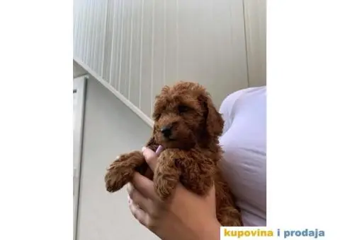 Pudla rezervacija patuljasti stenci - 2/5