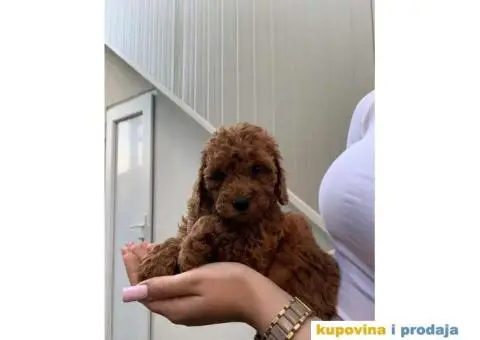 Pudla rezervacija patuljasti stenci - 3/5