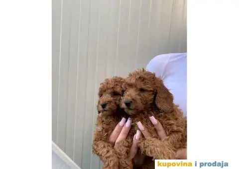 Pudla rezervacija patuljasti stenci - 4/5