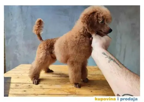 Pudla rezervacija patuljasti stenci - 5/5