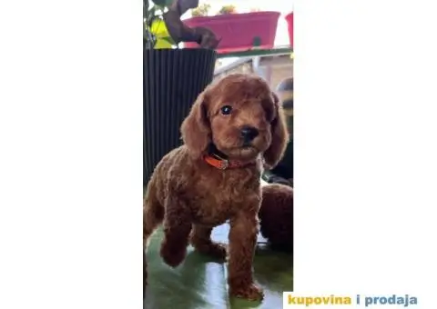 Toy Pudla štenci - 1/12