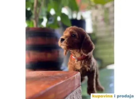 Toy Pudla štenci - 2/12