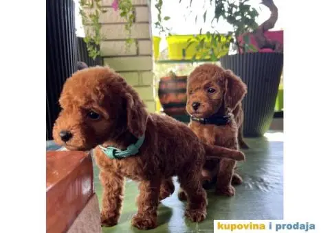 Toy Pudla štenci - 3/12