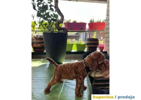 Toy Pudla štenci - 4/12