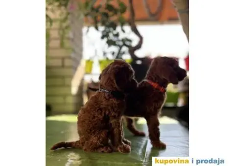 Toy Pudla štenci - 5/12