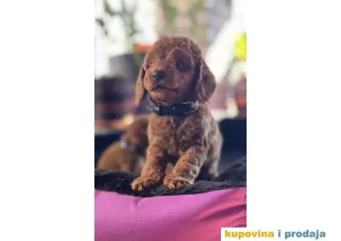 Toy Pudla štenci - 6/12