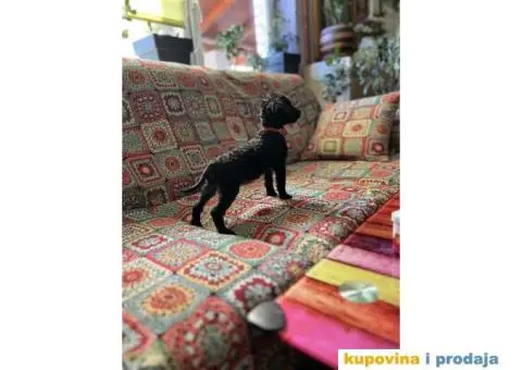 Toy Pudla štenci - 7/12