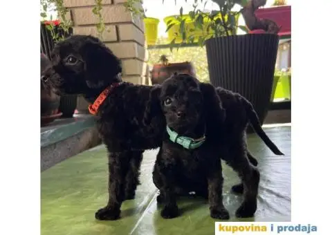 Toy Pudla štenci - 8/12