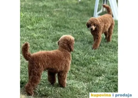 Toy Pudla štenci - 9/12