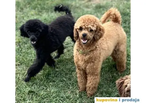 Toy Pudla štenci - 10/12