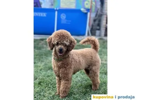 Toy Pudla štenci - 11/12