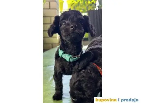 Toy Pudla štenci - 12/12