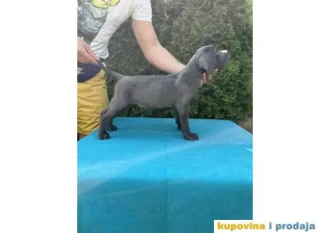 Štenci CANE CORSA,   stari 2 meseca - 1/5