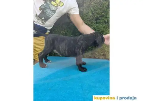 Štenci CANE CORSA,   stari 2 meseca - 2/5