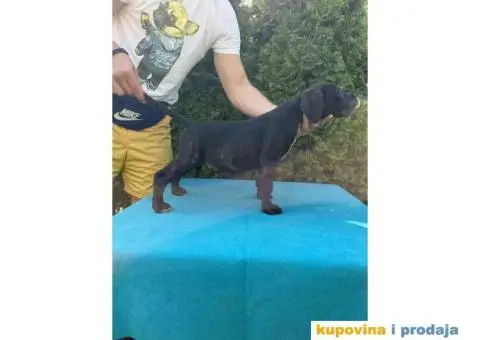 Štenci CANE CORSA,   stari 2 meseca - 3/5