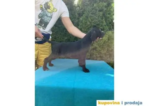 Štenci CANE CORSA,   stari 2 meseca - 4/5